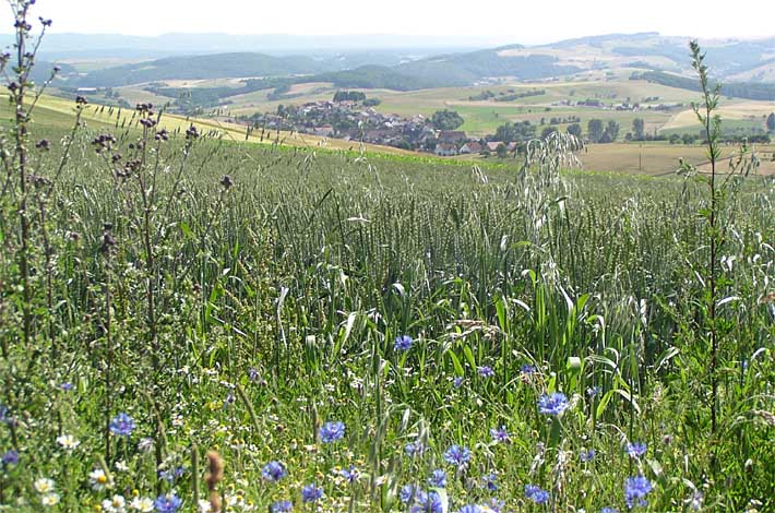 Kornblumen mit Blick &uuml;ber Schallodenbach in s&uuml;dliche Richtung